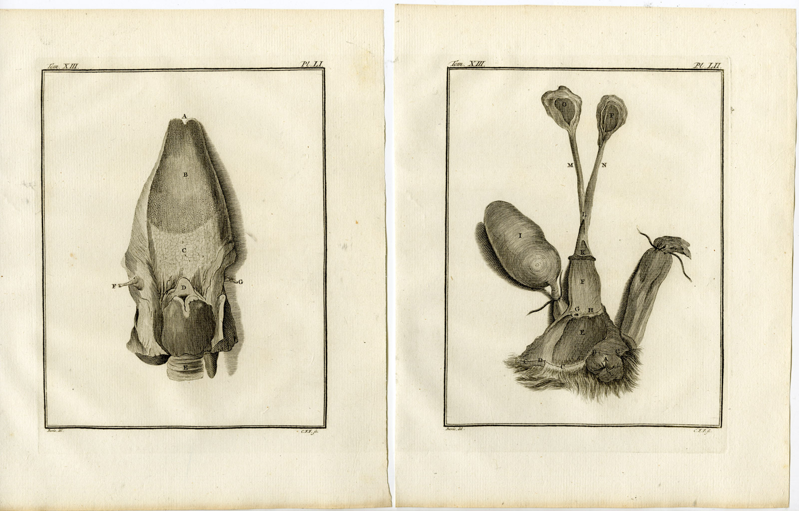 Pco 19556 416x266 9 Antique Prints-PHOCA VITULINA-HARBOUR SEAL-COMMON-PL.46-54-Fritsch-Buffon-1782 - Image 4