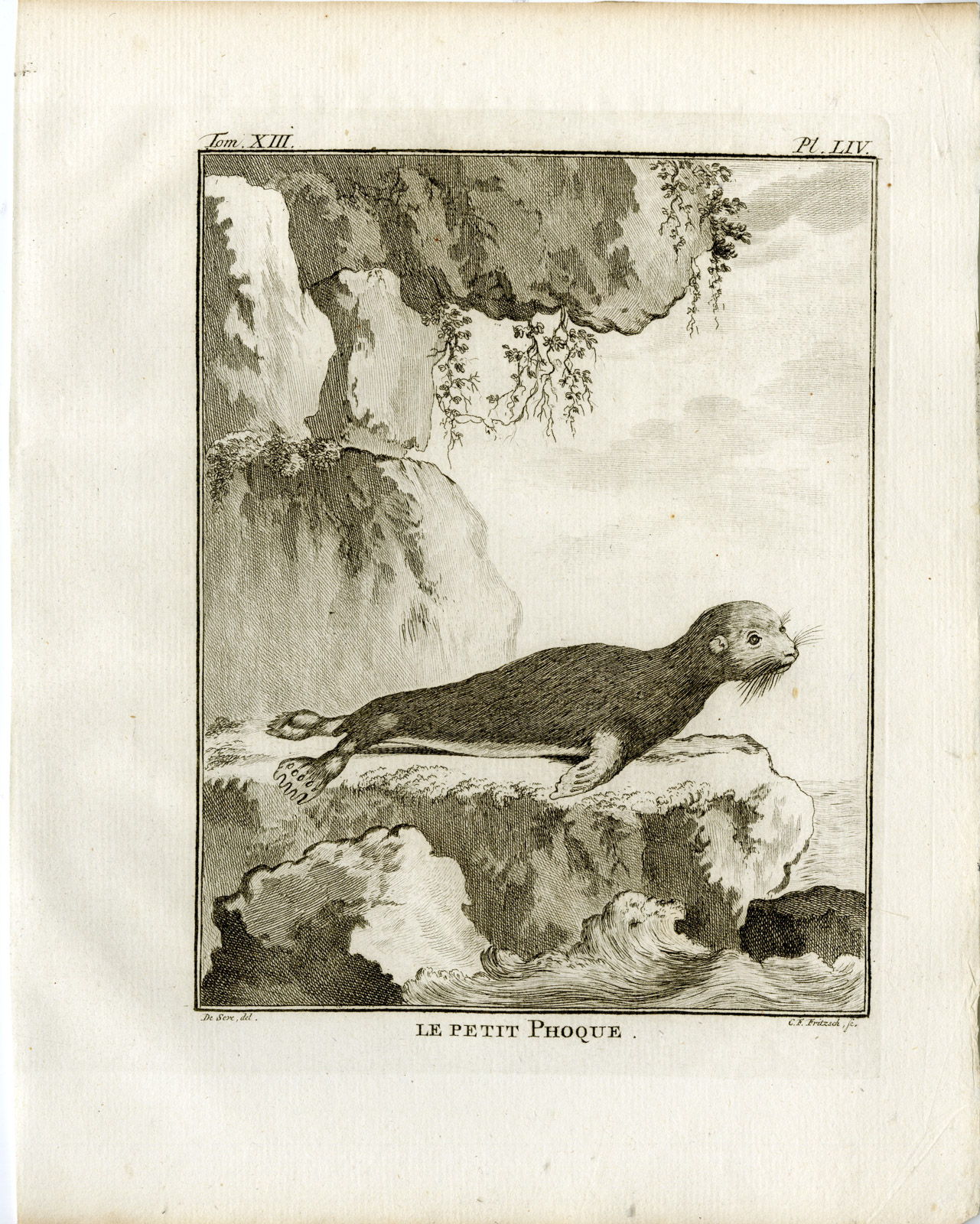 Pco 19558 416x520 9 Antique Prints-PHOCA VITULINA-HARBOUR SEAL-COMMON-PL.46-54-Fritsch-Buffon-1782 - Image 6