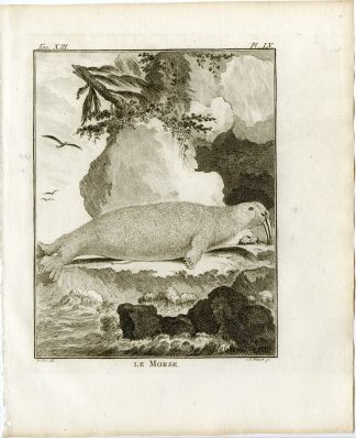 3 Antique Prints-WALRUS-ODOBENUS ROSMARUS-PL. 55-57-Fritsch-Buffon-1782