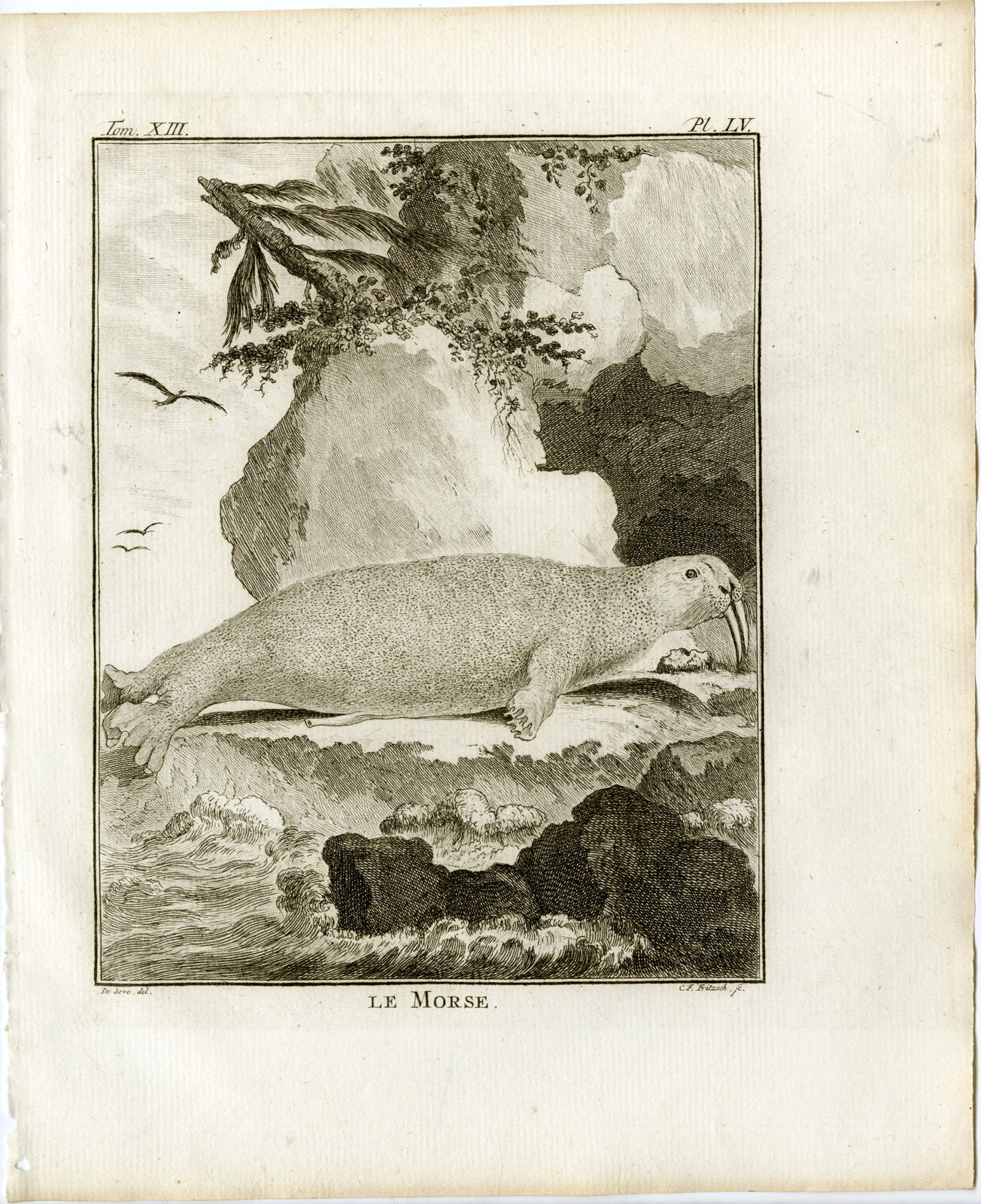 , 3 Antique Prints-WALRUS-ODOBENUS ROSMARUS-PL. 55-57-Fritsch-Buffon-1782, Pictura Antique Prints