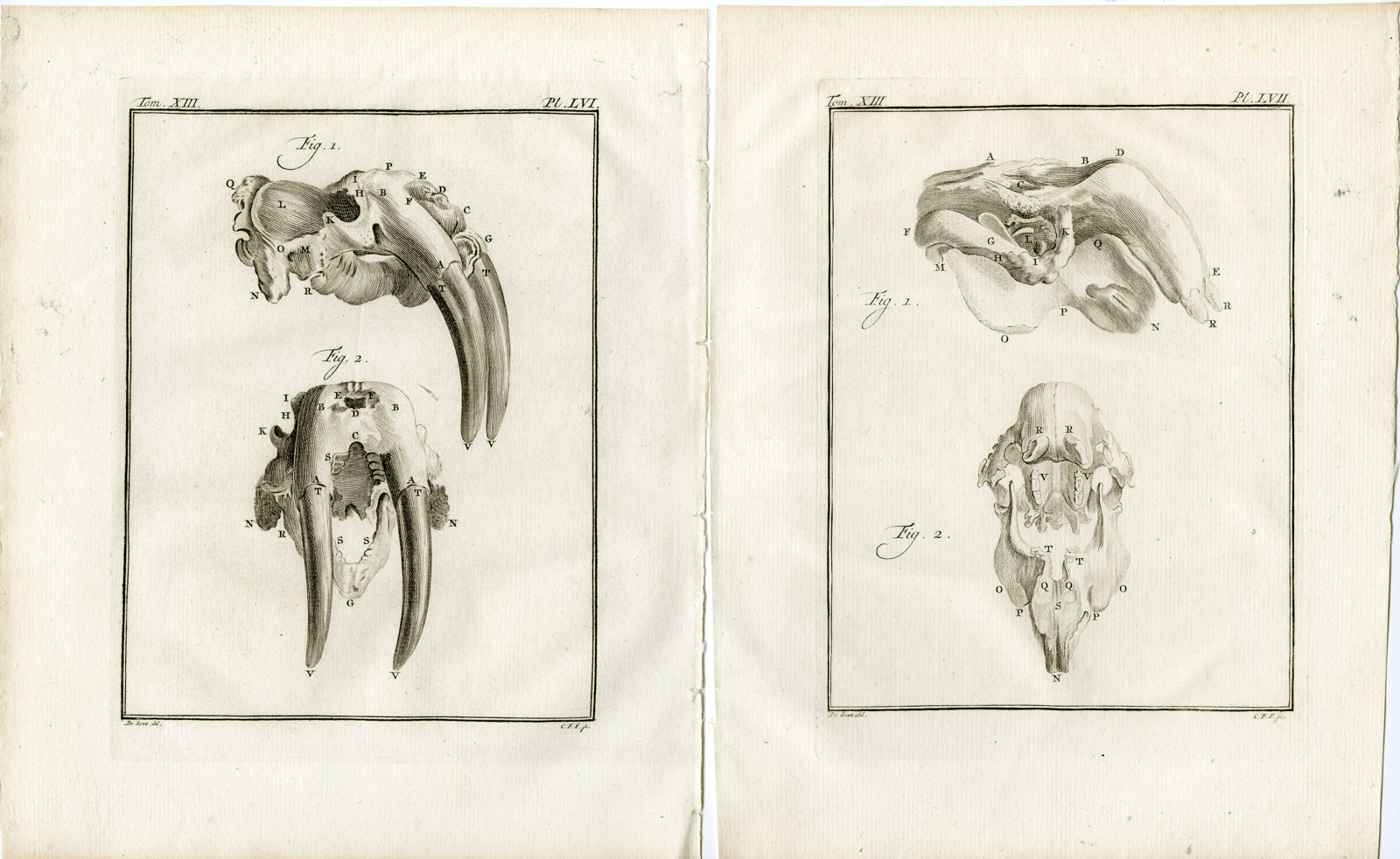 , 3 Antique Prints-WALRUS-ODOBENUS ROSMARUS-PL. 55-57-Fritsch-Buffon-1782, Pictura Antique Prints