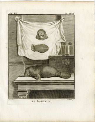 3 Antique Prints-MANATEE-SEA COW-ANATOMY-PL. 58-60-Fritsch-Buffon-1782