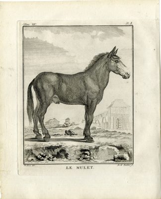 Antique Print-MULE-DONKEY-HORSE-PL. 1-de Bakker-Buffon-1784