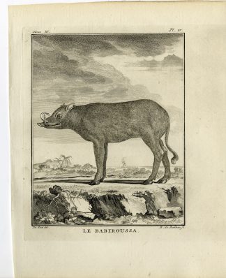 2 Antique Prints-BABIRUSA-DEER PIG-BABIROUSSA-PL. 4-de Bakker-Buffon-1784