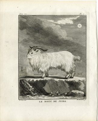 Antique Print-BOUC DE JUIDA-GOAT SPECIES-PL. 5-de Bakker-Buffon-1784