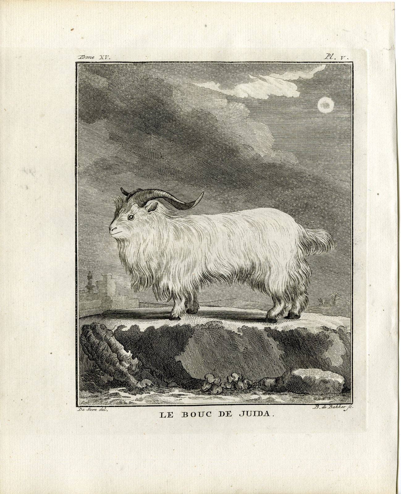 , Antique Print-BOUC DE JUIDA-GOAT SPECIES-PL. 5-de Bakker-Buffon-1784, Pictura Antique Prints