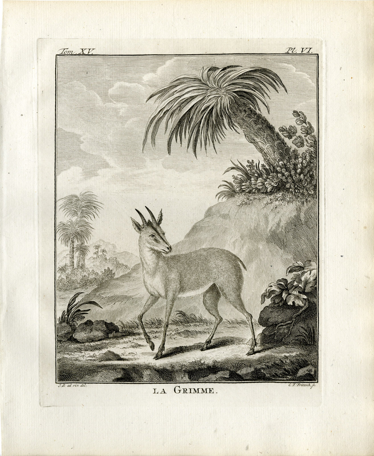 , Antique Print-ROYAL ANTELOPE-NEOTRAGUS PYGMAEUS-PL. 6-Fritsch-Buffon-1784, Pictura Antique Prints