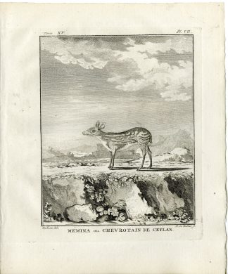 Antique Print-SRI LANKAN SPOTTED CHEVROTAIN-MEMINA-PL. 7-de Bakker-Buffon-1784