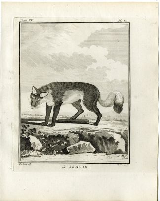 Antique Print-ARCTIC FOX-VULPES LAGOPUS-PL. 9-Fringham-Buffon-1784