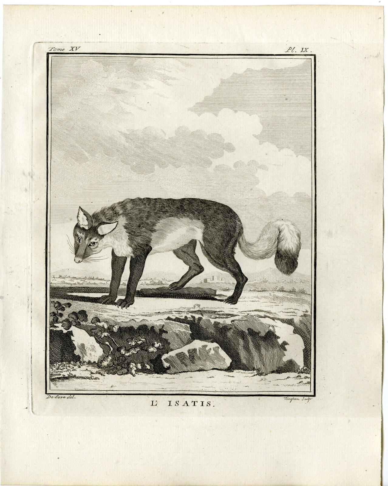 , Antique Print-ARCTIC FOX-VULPES LAGOPUS-PL. 9-Fringham-Buffon-1784, Pictura Antique Prints
