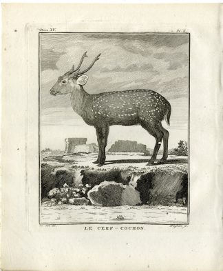 Antique Print-INDIAN HOG DEER-AXIS PORCINUS-PL. 10-Fringham-Buffon-1784