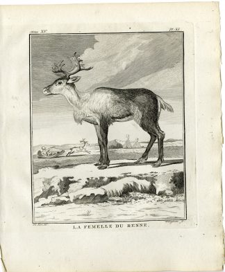 2 Antique Prints-RANGIFER TARANDUS-FEMALE REINDEER-PL. 11-Fringham-Buffon-1784