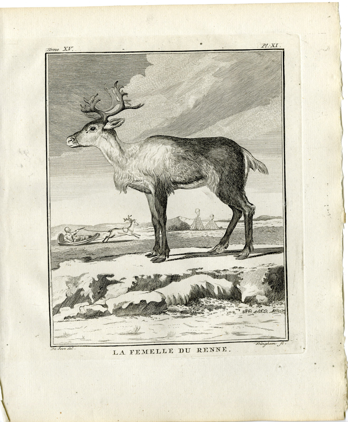 , 2 Antique Prints-RANGIFER TARANDUS-FEMALE REINDEER-PL. 11-Fringham-Buffon-1784, Pictura Antique Prints