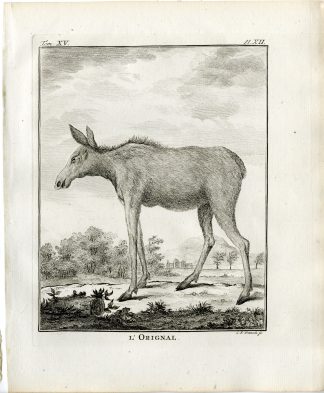 Antique Print-NORTH AMERICAN MOOSE-ALCES-ORIGNAL-PL. 12-Fritsch-Buffon-1784