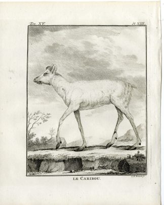 Antique Print-NORTH AMERICAN REINDEER-CARIBOU-PL. 13-Fritsch-Buffon-1784