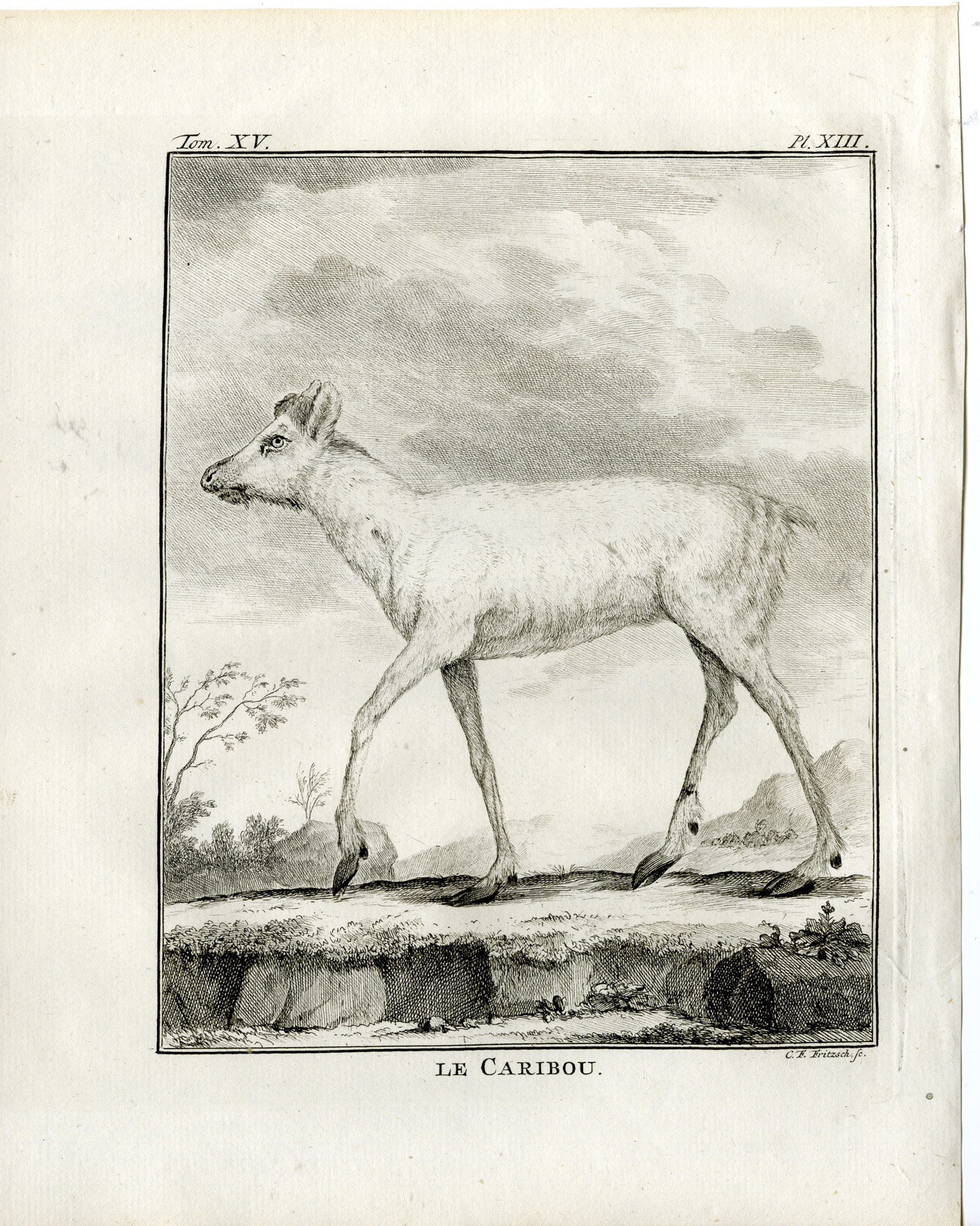 , Antique Print-NORTH AMERICAN REINDEER-CARIBOU-PL. 13-Fritsch-Buffon-1784, Pictura Antique Prints
