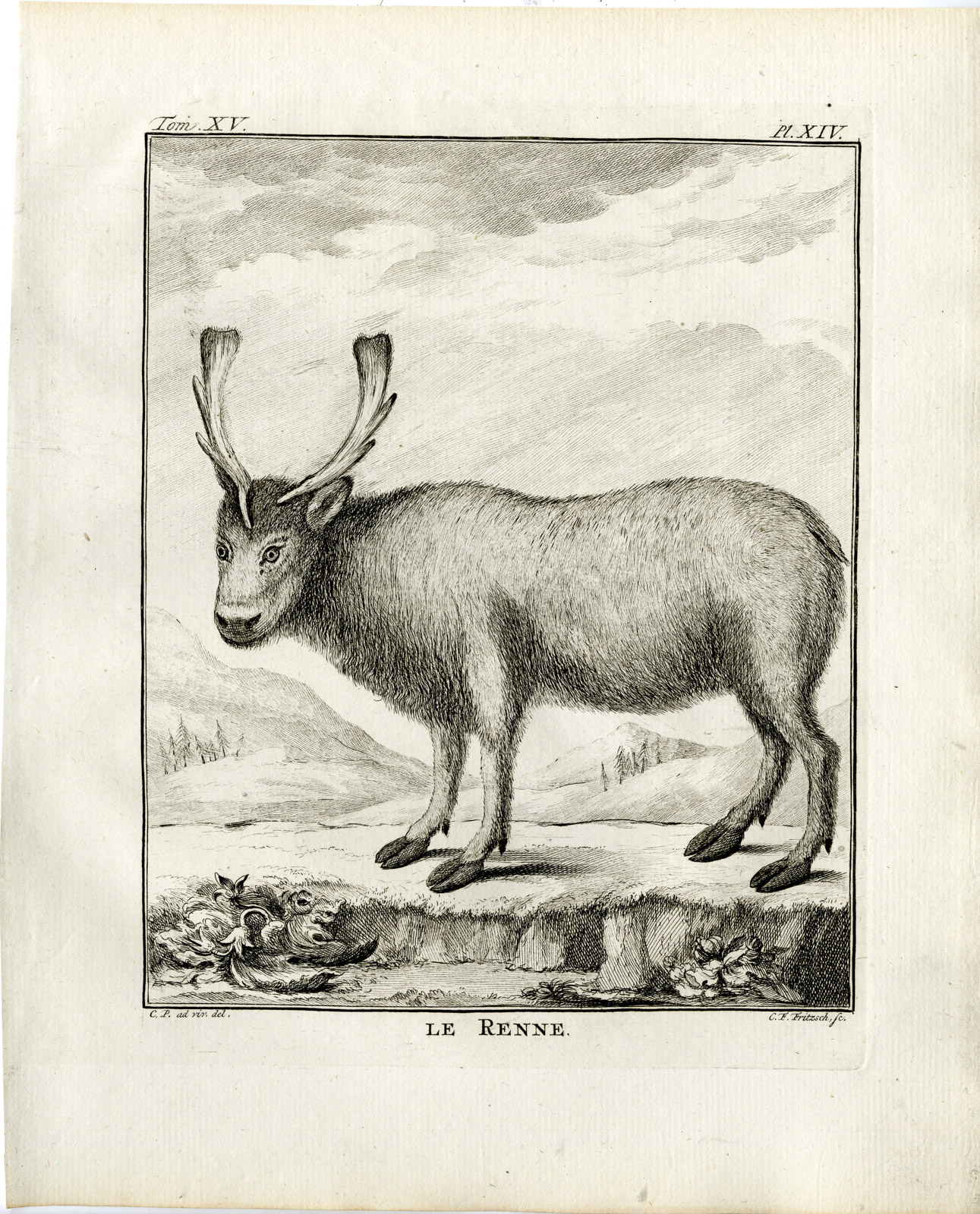 , 2 Antique Prints-RANGIFER TARANDUS-FEMALE REINDEER-PL. 11-Fringham-Buffon-1784, Pictura Antique Prints