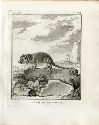 Antique Print-MALAGASY GIANT RAT-VOTSOTSA-PL. 16-de Bakker-Buffon-1784