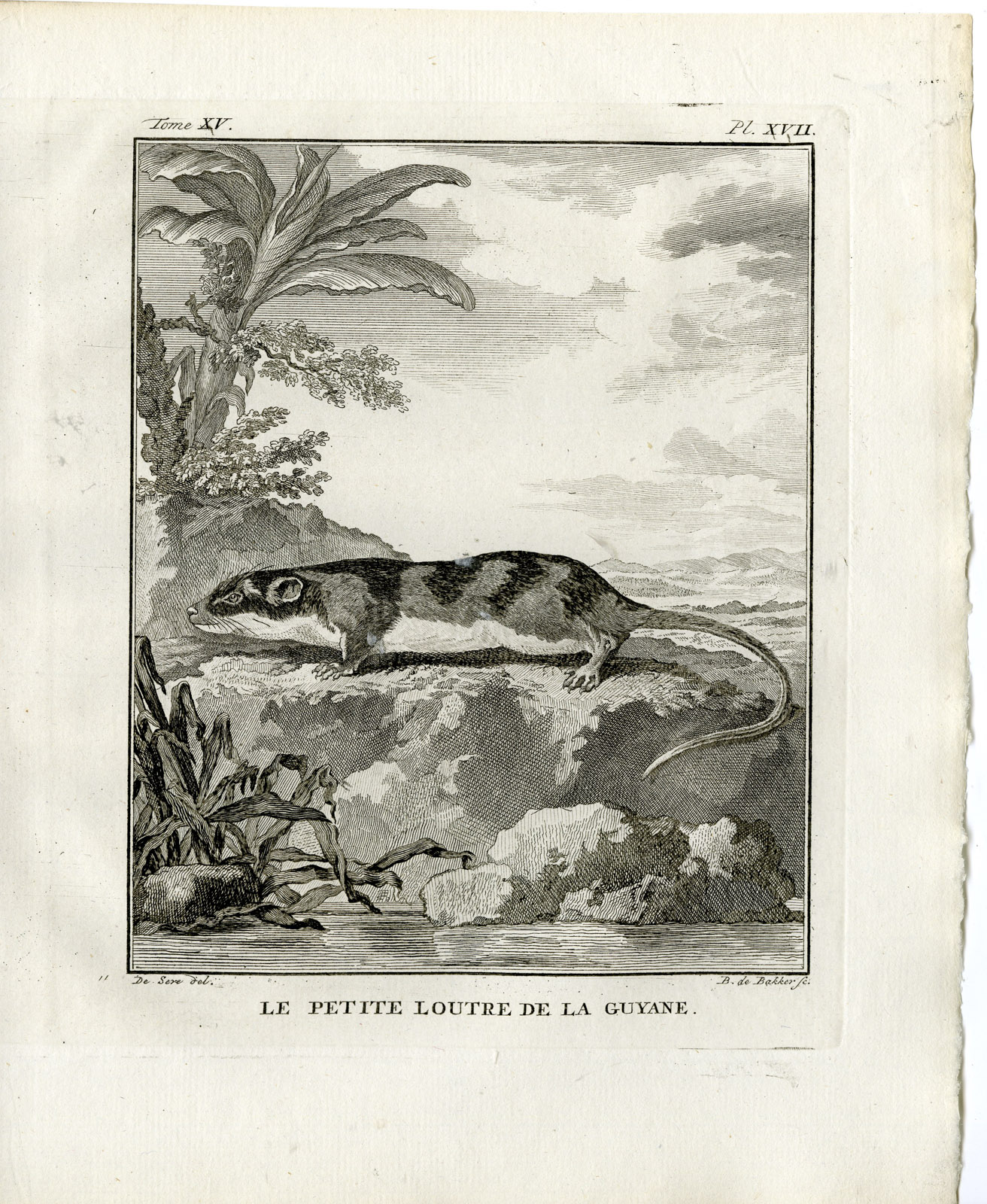 , Antique Print-OTTER-PETITE LOUTRE DE LA GUYANE-PL. 17-de Bakker-Buffon-1784, Pictura Antique Prints