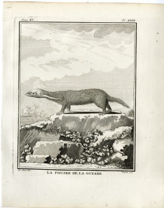 Antique Print-MARTEN-FOUINE DE LA GUYANE-PL. 18-Fringham-Buffon-1784