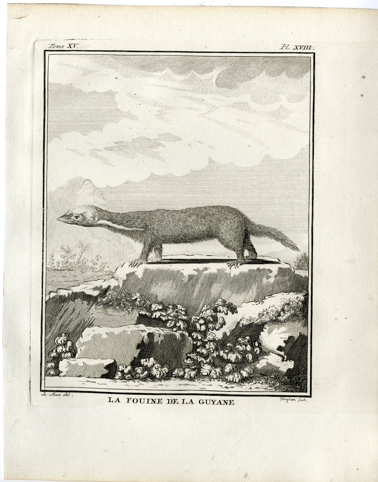 , Antique Print-MARTEN-FOUINE DE LA GUYANE-PL. 18-Fringham-Buffon-1784, Pictura Antique Prints