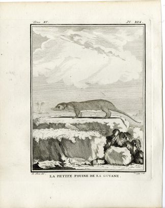 Antique Print-MARTEN-PETITE FOUINE DE LA GUYANE-PL. 19-Fringham-Buffon-1784