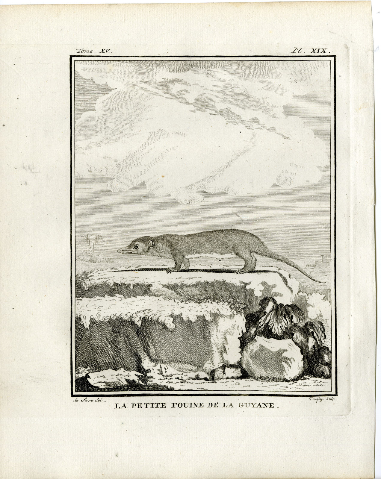 , Antique Print-MARTEN-PETITE FOUINE DE LA GUYANE-PL. 19-Fringham-Buffon-1784, Pictura Antique Prints
