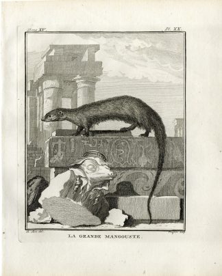 Antique Print-MONGOOSE-GRANDE MANGOUSTE-PL. 20-Fringham-Buffon-1784