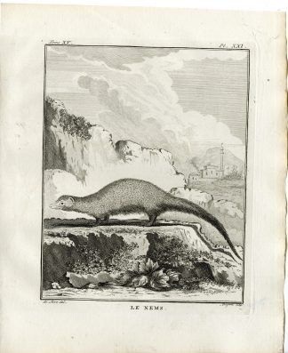 Antique Print-MONGOOSE-NEMS-PL. 21-Fringham-Buffon-1784