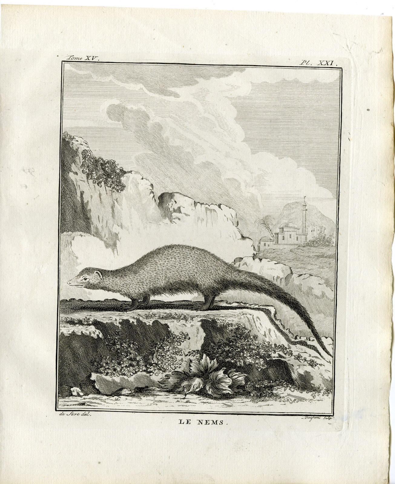 , Antique Print-MONGOOSE-NEMS-PL. 21-Fringham-Buffon-1784, Pictura Antique Prints