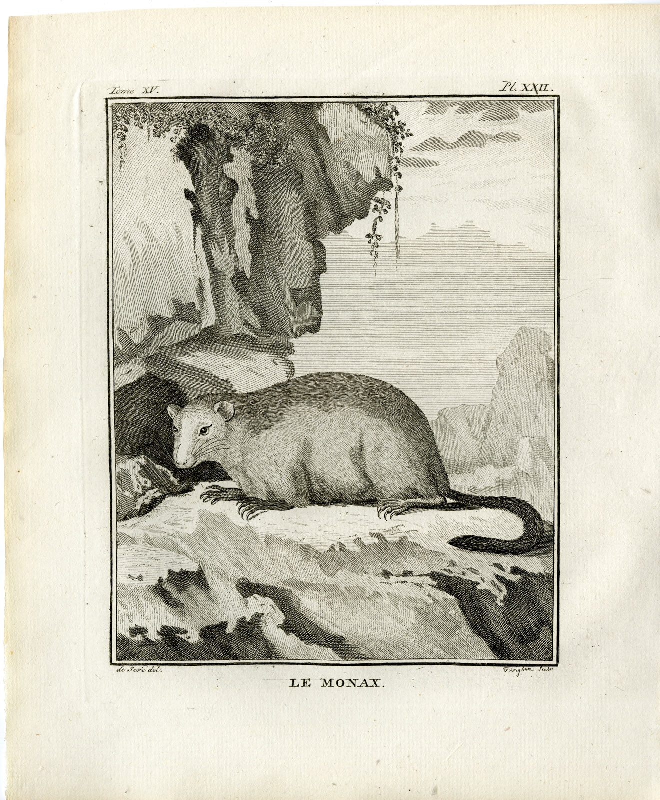 , Antique Print-GROUNDHOG-MARMOTA MONAX-WOODCHUCK-PL. 22-Fringham-Buffon-1784, Pictura Antique Prints