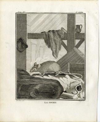 Antique Print-HOUSE MOUSE-SOURIS-RODENT-PL. 23-Fringham-Buffon-1784