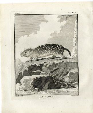 Antique Print-GROUND SQUIRREL-SUSLIK-SOULIK-PL. 24-Fringham-Buffon-1784