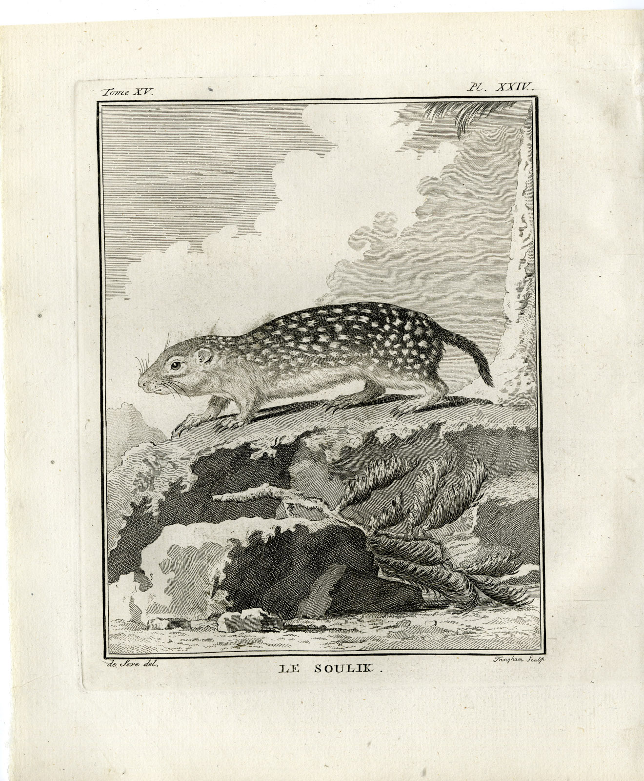 , Antique Print-GROUND SQUIRREL-SUSLIK-SOULIK-PL. 24-Fringham-Buffon-1784, Pictura Antique Prints