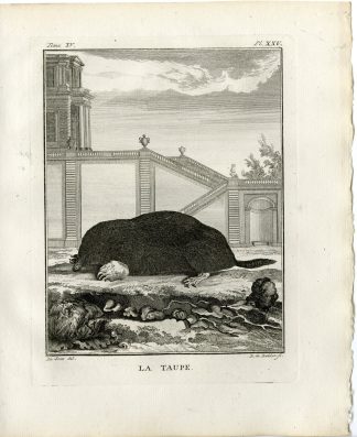 Antique Print-EUROPEAN MOLE-TALPA EUROPAEA-TAUPE-PL. 25-de Bakker-Buffon-1784