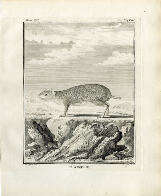 Antique Print-ACOUCHI-AKOUCHI-RODENT-PL. 28-Fringham-Buffon-1784