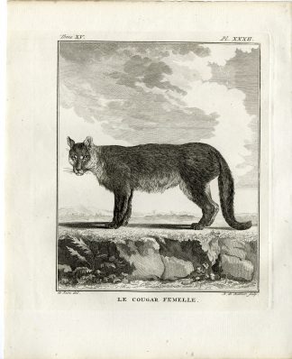 3 Antique Prints-COUGAR-PUMA CONCOLOR-PL. 32-34-Fringham-Buffon-1784