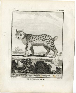 Antique Print-CANADA LYNX-CANADENSIS-PL. 36-Fringham-Buffon-1784