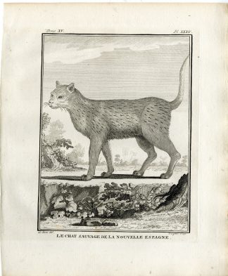 Antique Print-MARGAY-LEOPARDUS WIEDII-PL. 35-Fringham-Buffon-1784