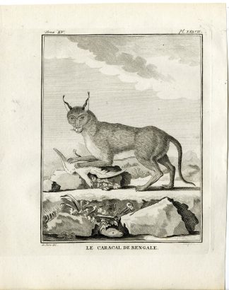 Antique Print-BENGAL CARACAL-PL. 37-Fringham-Buffon-1784