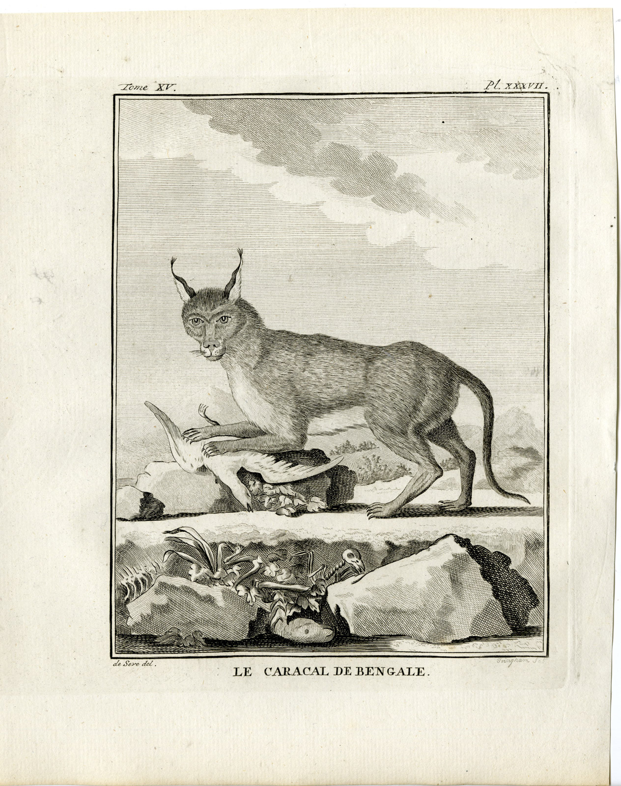 , Antique Print-BENGAL CARACAL-PL. 37-Fringham-Buffon-1784, Pictura Antique Prints