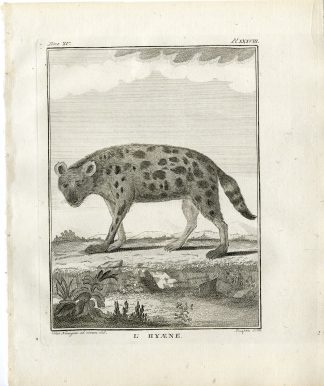 Antique Print-HYAENA-HYENA-PL. 38-Fringham-Buffon-1784