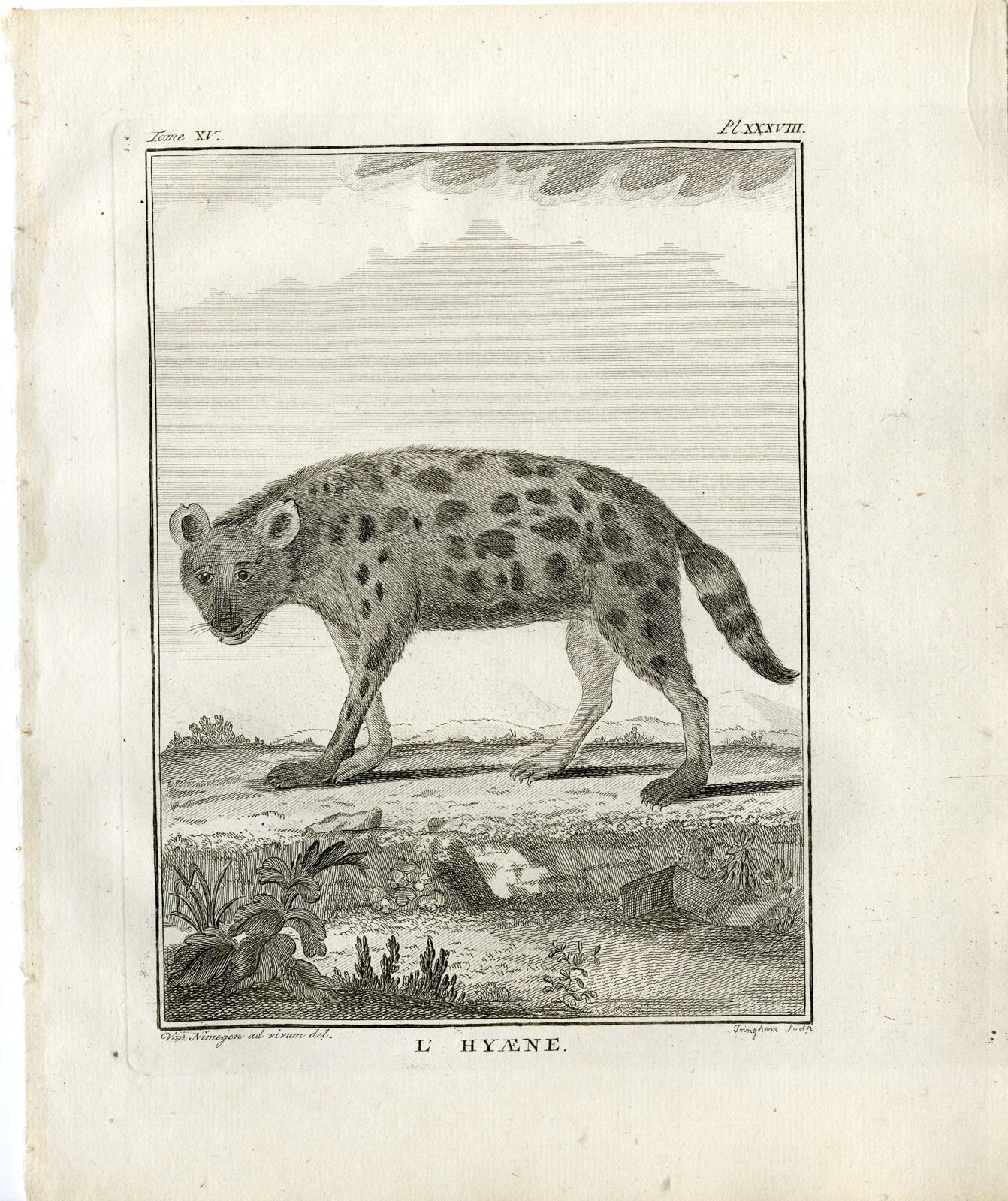 , Antique Print-HYAENA-HYENA-PL. 38-Fringham-Buffon-1784, Pictura Antique Prints