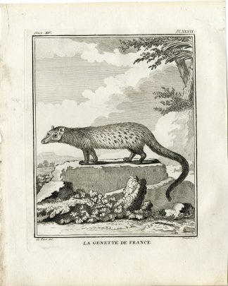 Antique Print-COMMON GENET-GENETTA-PL. 39-Fringham-Buffon-1784