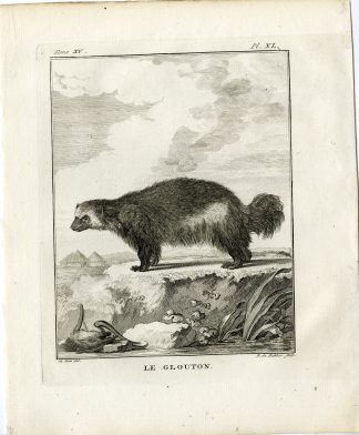 2 Antique Prints-WOLVERINE-GLUTTON-GULO-CARCAJOU-PL. 40-de Bakker-Buffon-1784