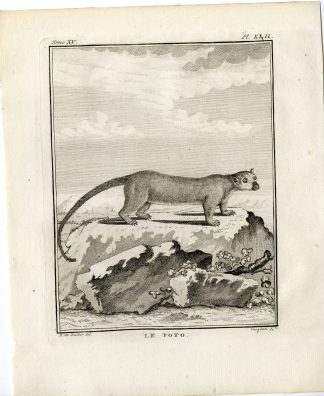 Antique Print-POTO-POTTO-PRIMATE-PL. 42-Fringham-Buffon-1784