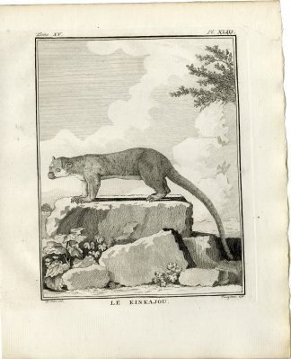 Antique Print-KINKAJOU-POTOS FLAVUS-HONEY BEAR-PL. 43-Fringham-Buffon-1784