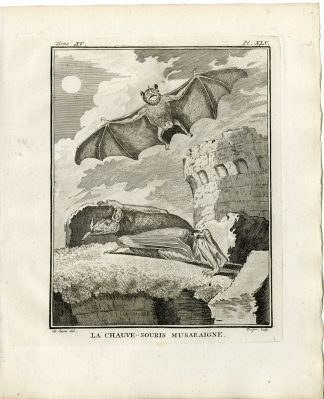 Antique Print-BAT-CHAUVE SOURIS MUSARAIGNE-PL. 45-Fringham-Buffon-1784