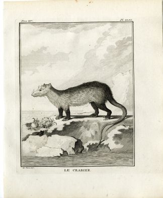 Antique Print-CRAB EATING OPOSSUM-CRABIER-PL. 46-Fringham-Buffon-1784