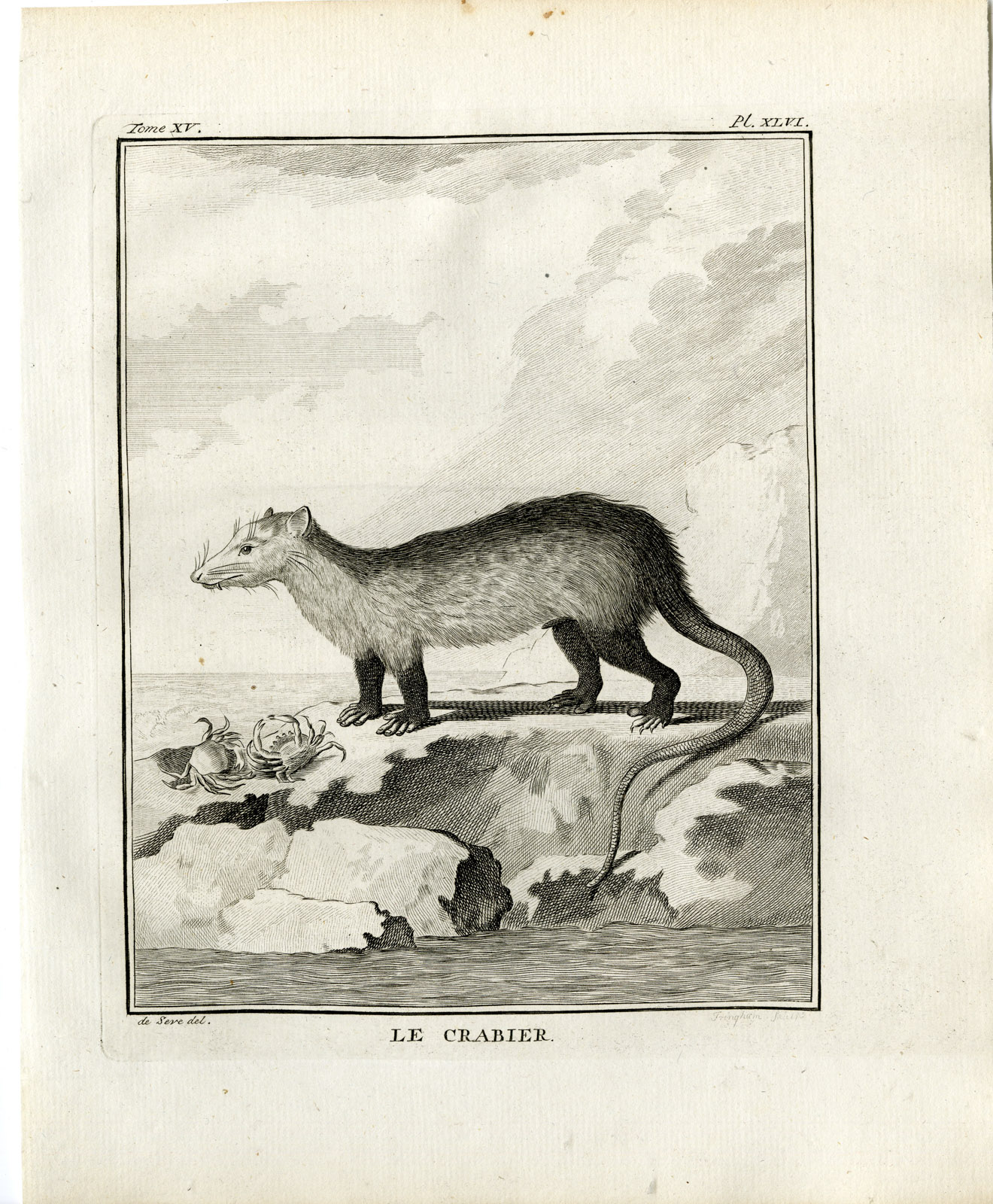 , Antique Print-CRAB EATING OPOSSUM-CRABIER-PL. 46-Fringham-Buffon-1784, Pictura Antique Prints